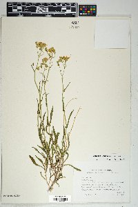 Senecio lemmonii image