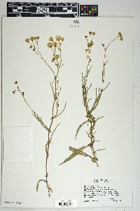 Senecio lemmonii image