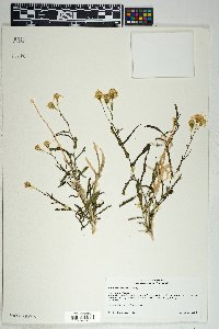 Senecio lemmonii image