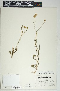 Senecio lemmonii image