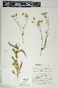 Senecio lemmonii image