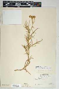 Senecio lemmonii image