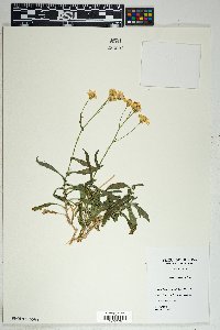 Senecio lemmonii image