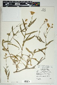 Senecio lemmonii image