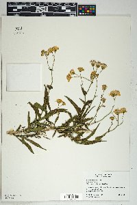 Senecio lemmonii image