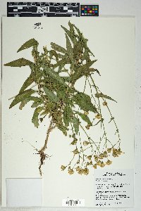 Senecio lemmonii image