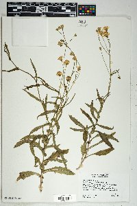 Senecio lemmonii image