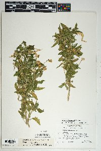 Senecio lemmonii image