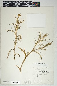 Senecio lemmonii image