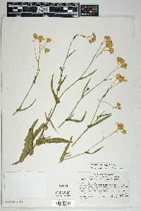 Senecio lemmonii image