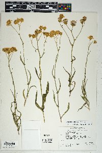 Senecio lemmonii image