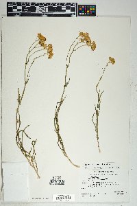 Senecio lemmonii image