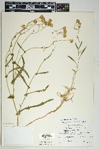 Senecio lemmonii image