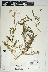 Senecio lemmonii image