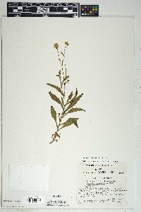 Senecio lemmonii image