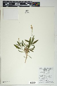 Senecio lemmonii image