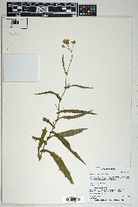 Senecio lemmonii image