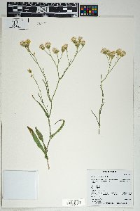 Senecio lemmonii image