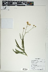 Senecio lemmonii image