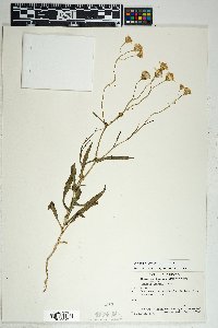 Senecio lemmonii image