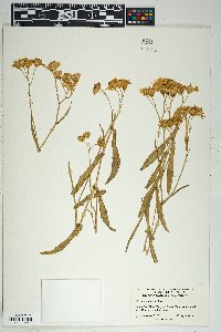 Senecio lemmonii image