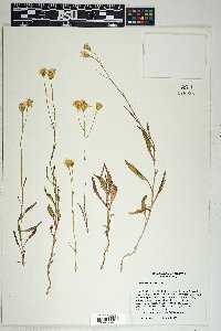 Senecio lemmonii image