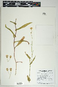 Senecio lemmonii image