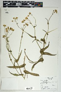 Senecio lemmonii image