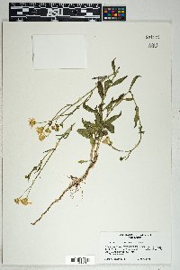 Senecio lemmonii image