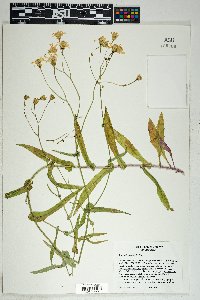 Senecio lemmonii image