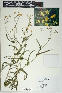 Senecio lemmonii image