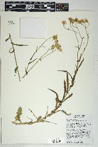 Senecio lemmonii image