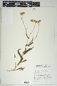 Senecio lemmonii image