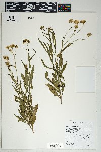 Senecio lemmonii image