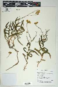 Senecio lemmonii image