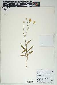 Senecio lemmonii image