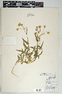 Senecio lemmonii image