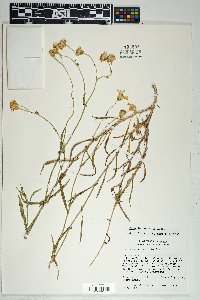 Senecio lemmonii image