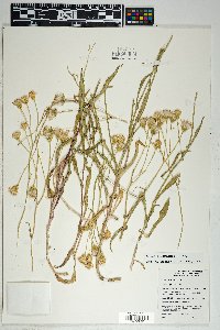 Senecio lemmonii image