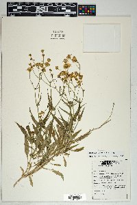 Senecio lemmonii image