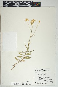 Senecio lemmonii image