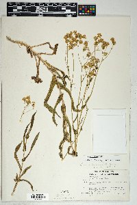 Senecio lemmonii image