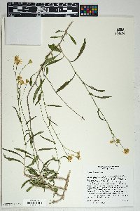 Senecio lemmonii image