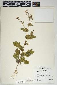 Senecio mohavensis image