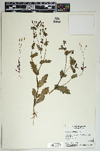 Senecio mohavensis image