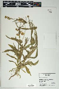 Senecio lemmonii image