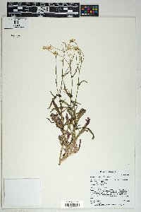 Senecio lemmonii image