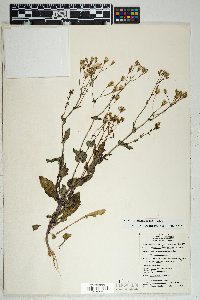 Senecio mohavensis image