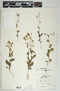 Senecio mohavensis image