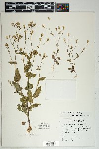 Senecio mohavensis image